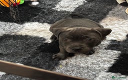 Staffordshire Bull Terrier dogs for sale: KC Staffordshire bull terrier LAST BOY REDUCED  - Image 23