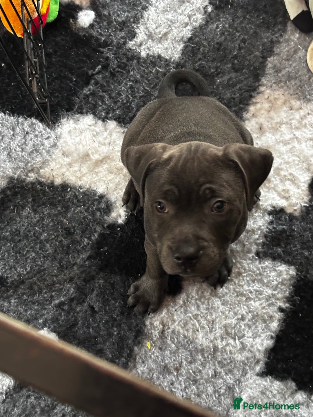 Staffordshire Bull Terrier dogs for sale: KC Staffordshire bull terrier LAST BOY REDUCED  - Image 23