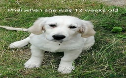 Golden Retriever dogs for sale: Championship line KC Golden Retriever puppies - Image 10