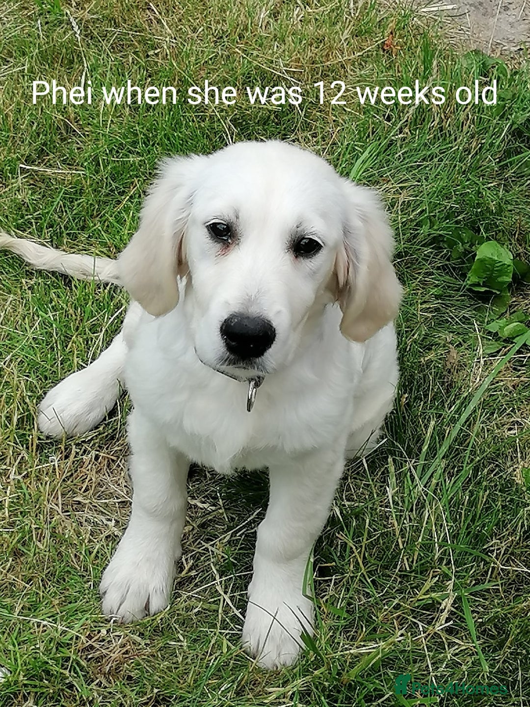 Golden Retriever dogs for sale: Championship line KC Golden Retriever puppies - Image 10
