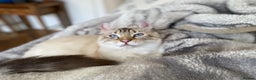 Keetso cats for sale: Stunning Blue-Eyed Keetso Cat for Sale - Advert 9