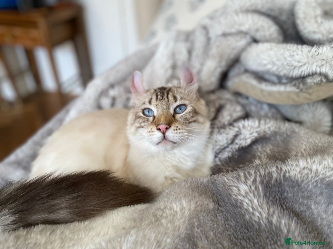 Keetso cats for sale: Stunning Blue-Eyed Keetso Cat for Sale - Image 4