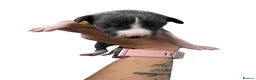 Whippet dogs for sale: Quality whippet puppies  in Newtown - Advert 12