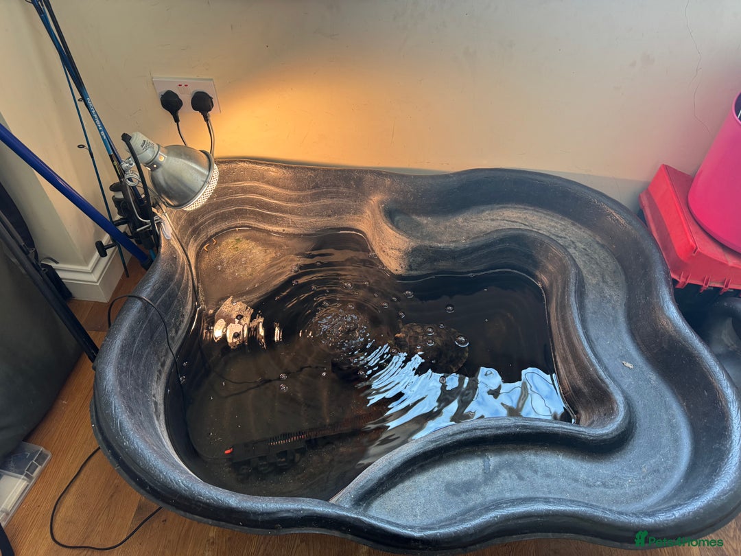 Terrapin reptiles for sale: Terrapin   River Cooter  - Advert 4