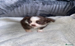 Chihuahua dogs for sale: ❌❌❌ Stunning Long Coat Chihuahua ❌❌❌ - Image 6