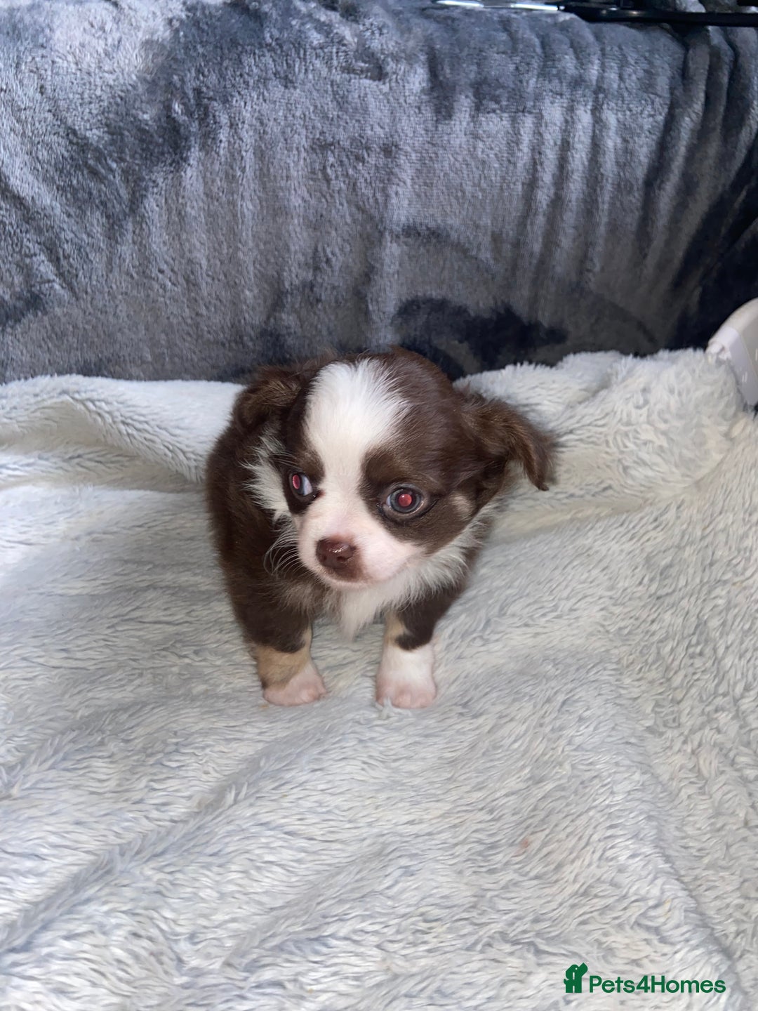 Chihuahua dogs for sale: ❌❌❌ Stunning Long Coat Chihuahua ❌❌❌ - Image 6