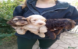 Cockapoo dogs for sale: F1 Chocolate Choc/Tan and Gold Cockapoo Puppies - Image 29