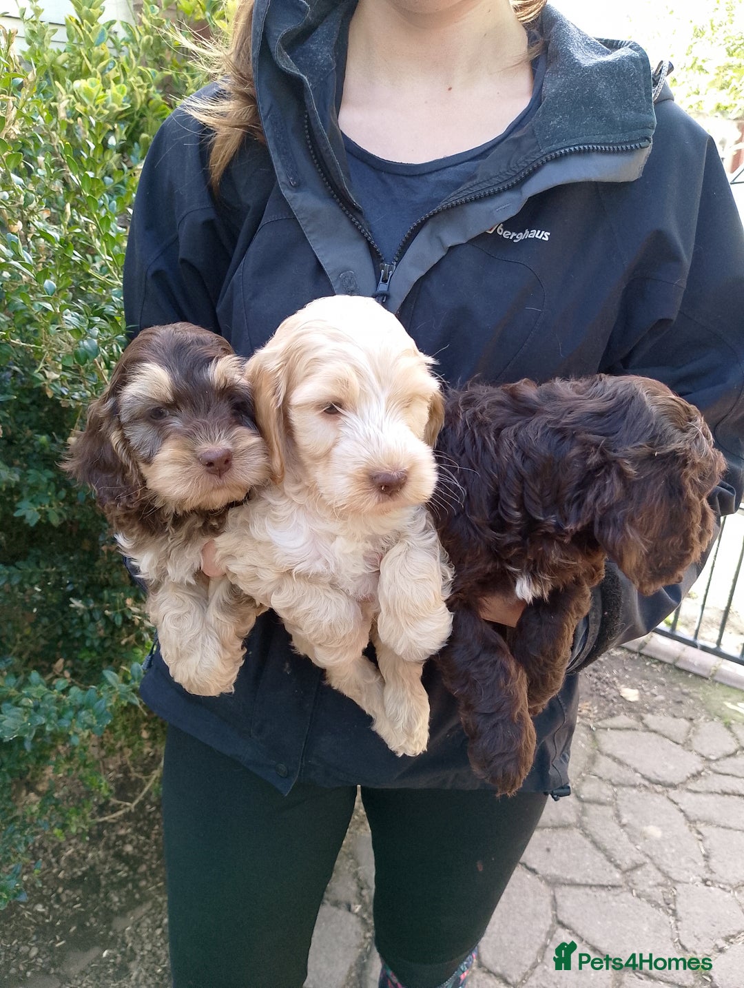 Cockapoo dogs for sale: F1 Chocolate Choc/Tan and Gold Cockapoo Puppies - Image 29
