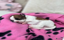 Lhasa Apso dogs for sale: Beautiful Lhasa apso puppies 🐶  - Image 16