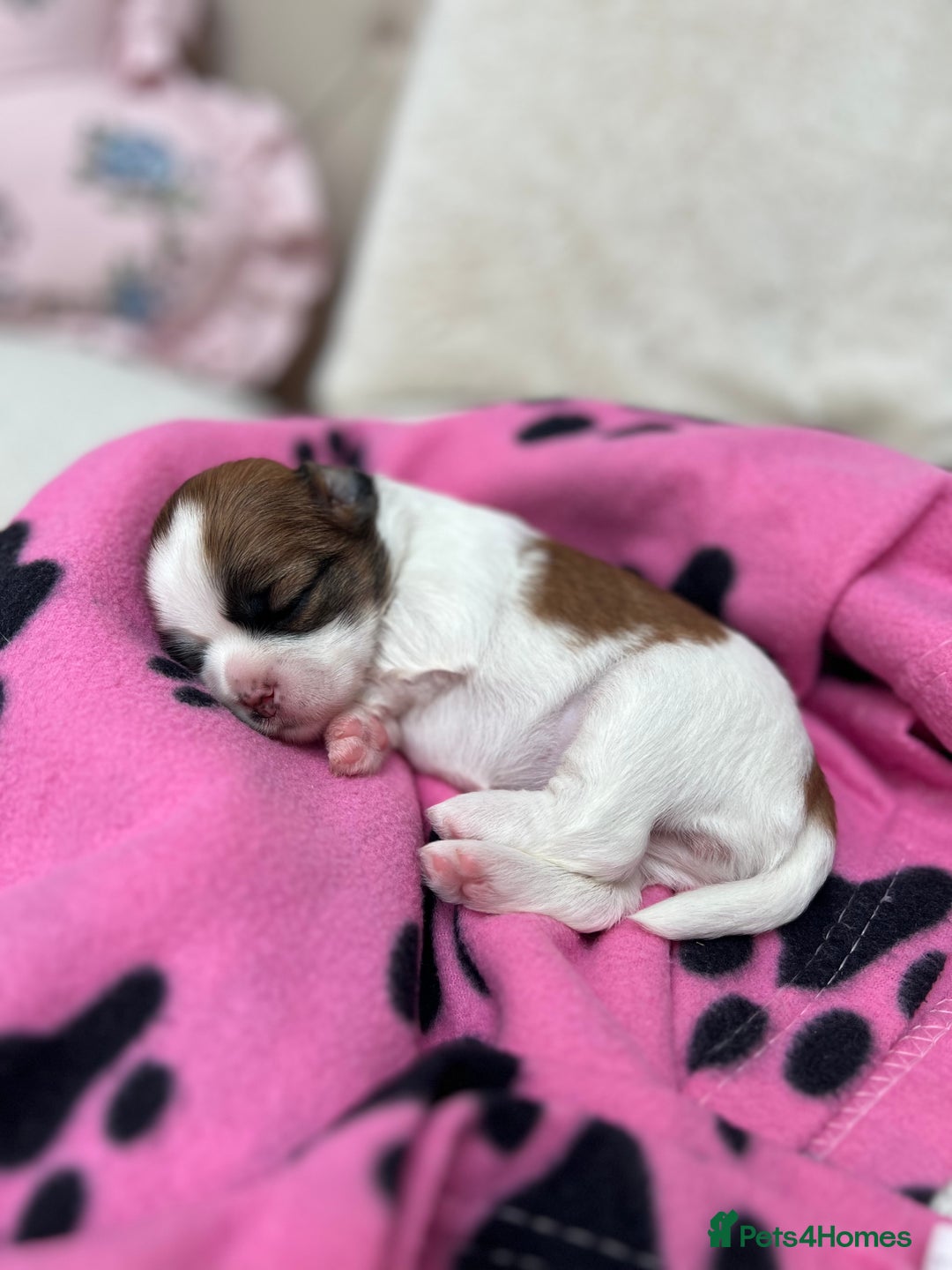 Lhasa Apso dogs for sale: Beautiful Lhasa apso puppies 🐶  - Image 16