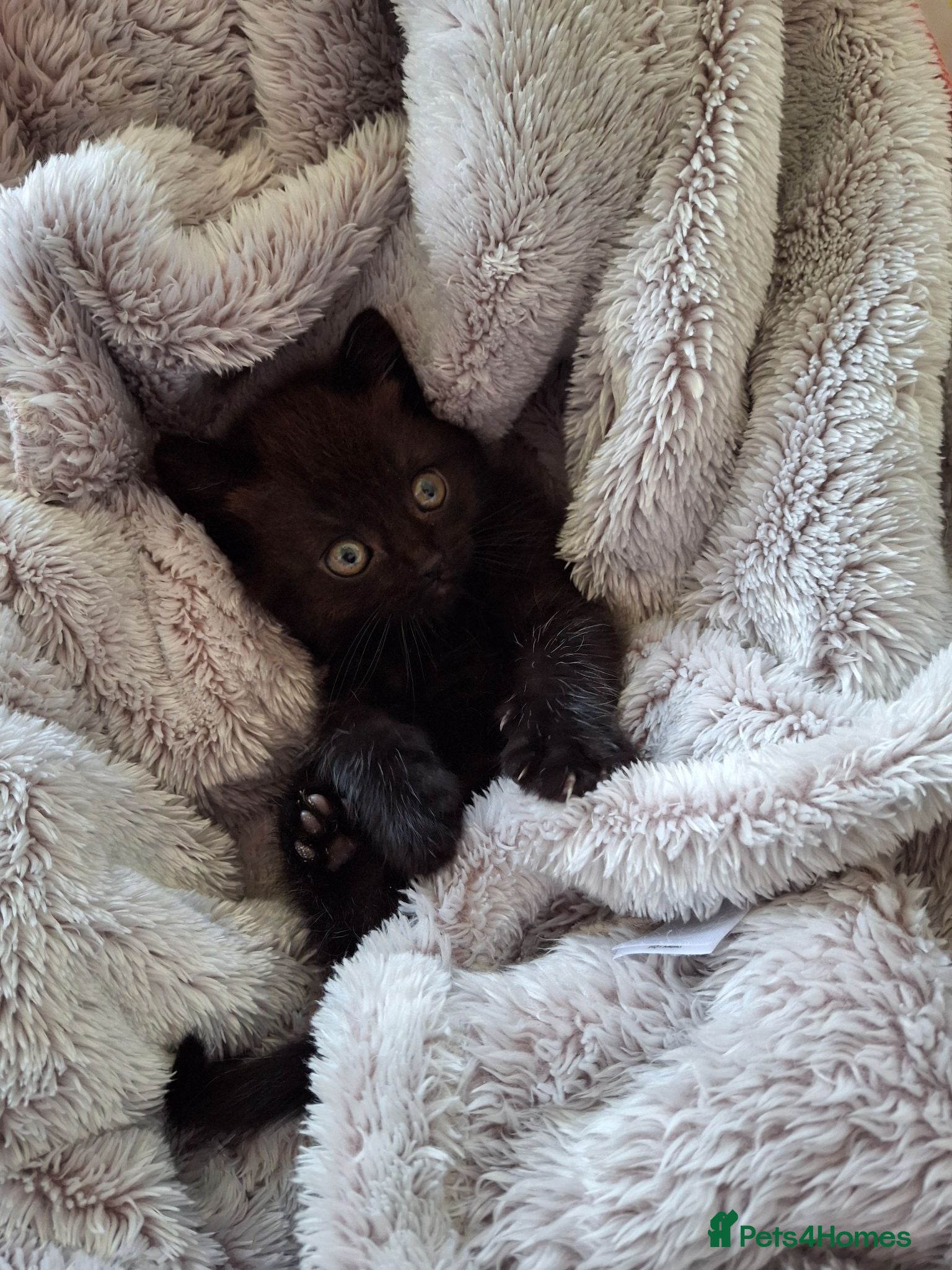 Persian cats Persian Cross Kittens for Sale - Advert 1