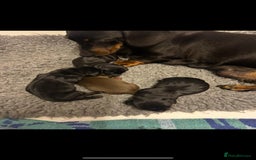 Miniature Dachshund dogs for sale: 🐾 WE’RE LOOKING FOR ARE FOREVER HOMES 🐾 - Image 4