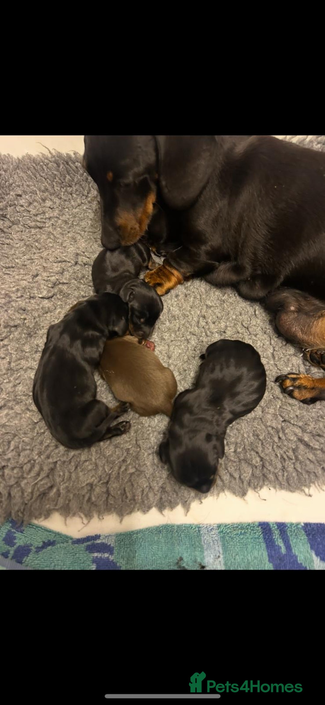 Miniature Dachshund dogs for sale: 🐾 WE’RE LOOKING FOR ARE FOREVER HOMES 🐾 - Image 4