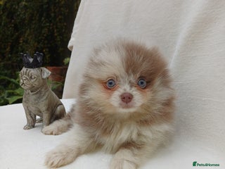 Pomeranian dogs - Advert 9