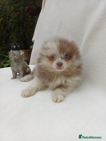 Pomeranian dogs - Advert 1