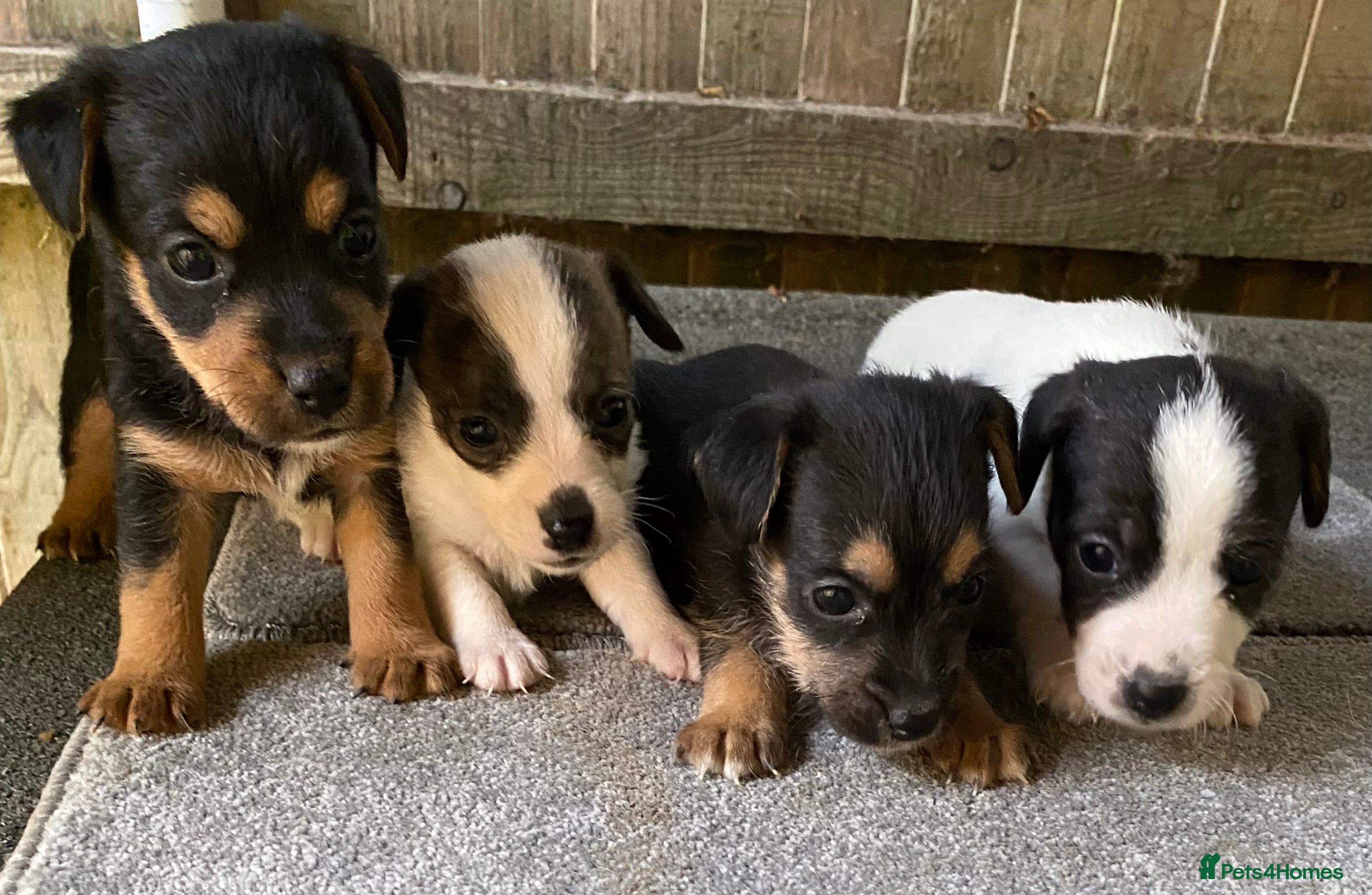 Jack Russell dogs 6 Jack Russell Puppies  - Advert 18