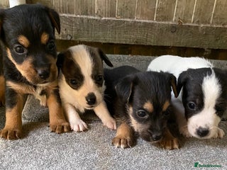 Jack Russell dogs 6 Jack Russell Puppies - Advert 3