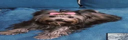 Yorkshire Terrier dogs for sale: York puppy in Grays - Advert 1