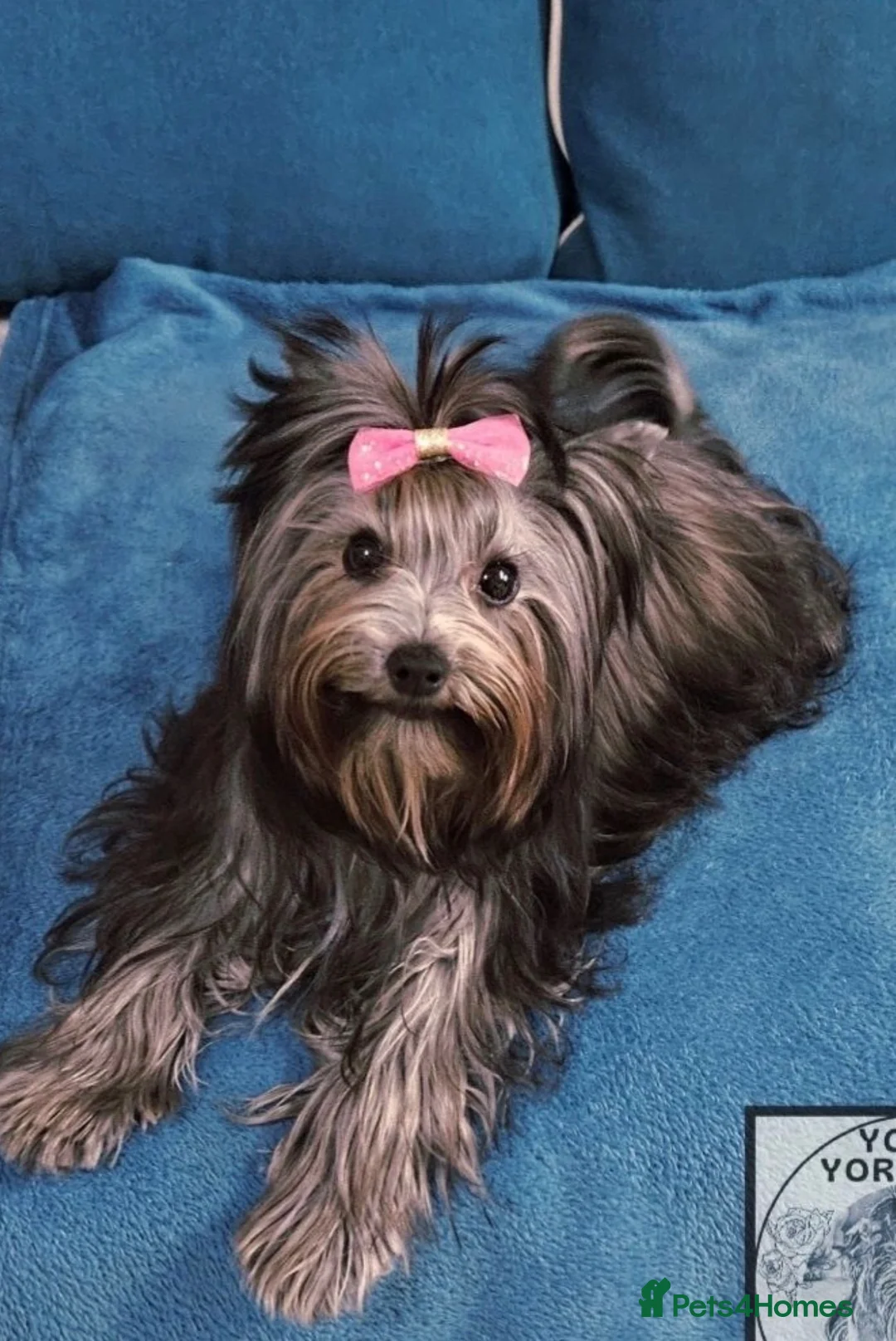 Yorkshire Terrier dogs for sale: York puppy in Grays - Advert 1