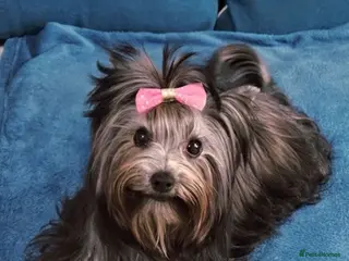 Yorkshire Terrier dogs York puppy - Advert 3