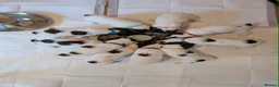 English Springer Spaniel dogs for sale: Pedigree English Springer Spaniel Puppies - Advert 6