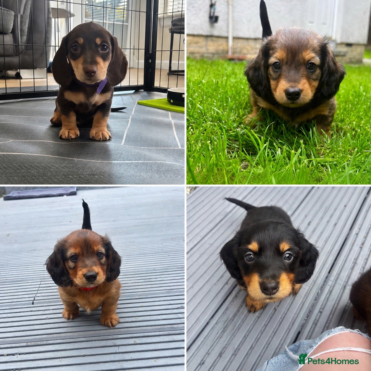 Miniature Dachshund dogs Beautiful Miniature Dachshunds–Long & Short Haired - Advert 10