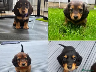 Miniature Dachshund dogs Beautiful Miniature Dachshunds–Long & Short Haired - Advert 10