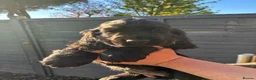 Cocker Spaniel dogs for sale: KC Show type cocker spaniel pups ready to leave  - Advert 12