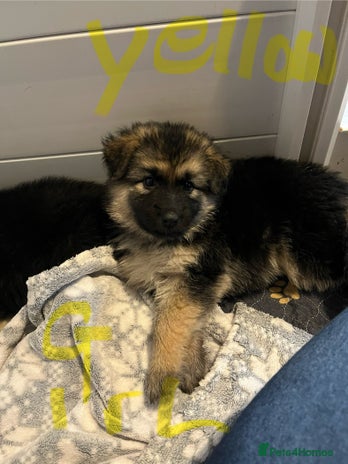 German Shepherd dogs - Advert 4