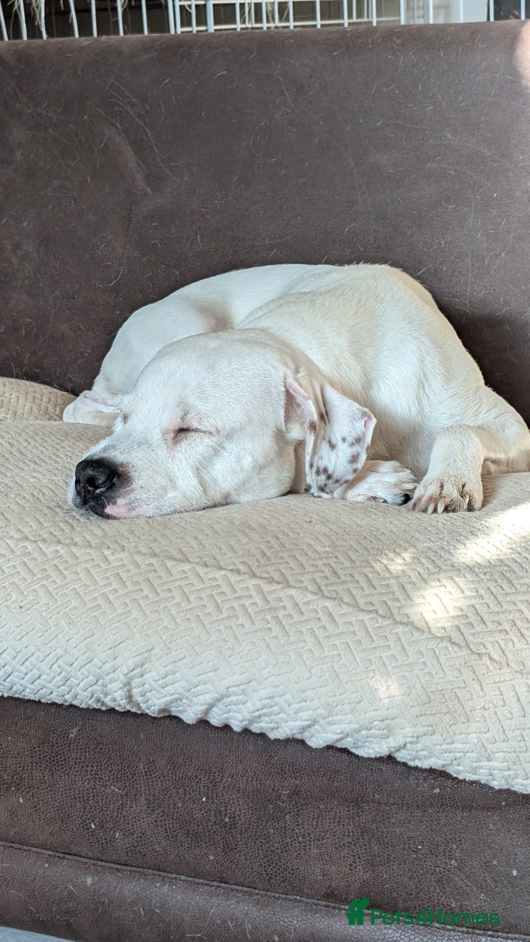 Mixed Breed dogs for sale: Staffy mix - Image 1