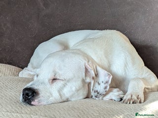 Mixed Breed dogs for sale - Advert 1