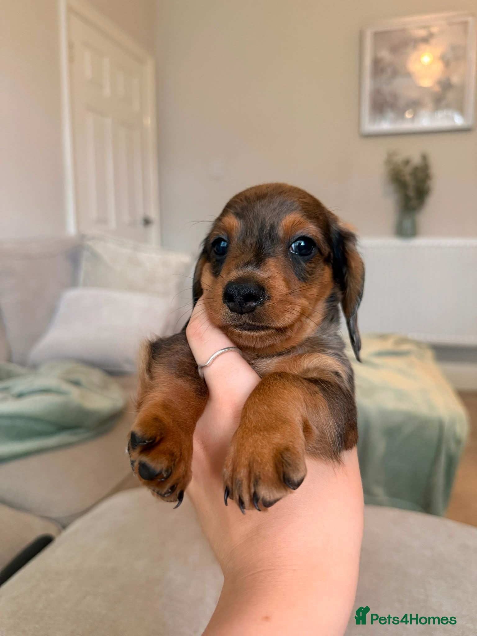 Miniature Dachshund dogs REDUCED ⚠️ MINIATURE DACHSHUNDS  - Advert 1