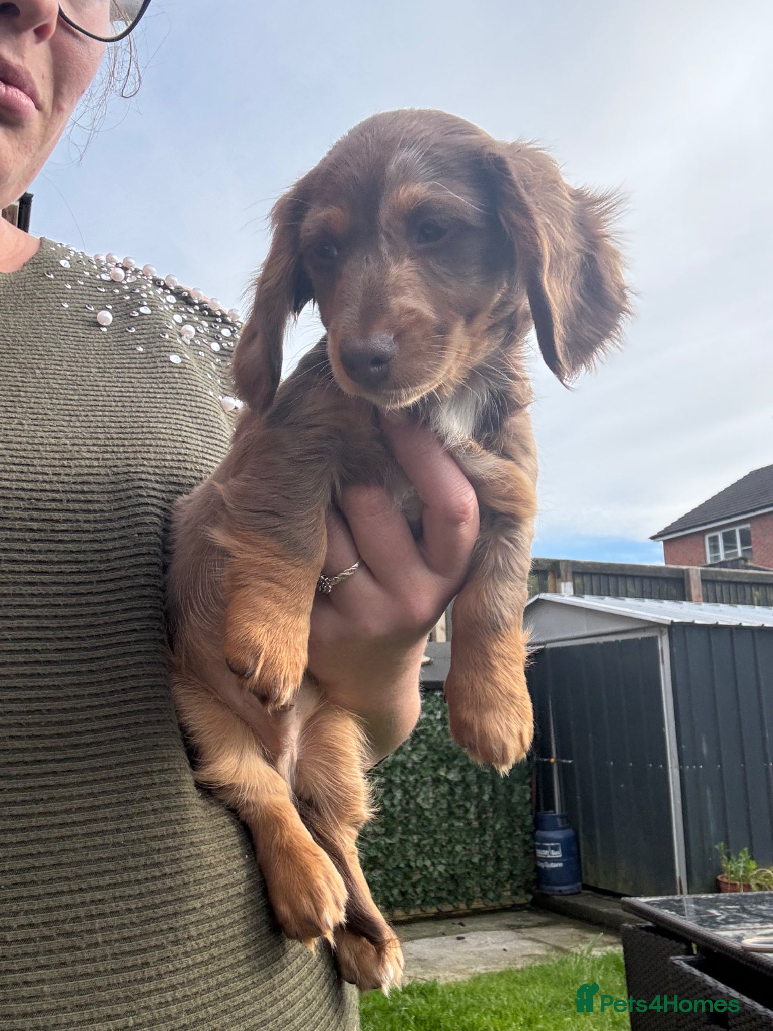 Miniature Dachshund dogs for sale: Miniature Long hair dachshund puppies  - Advert 21