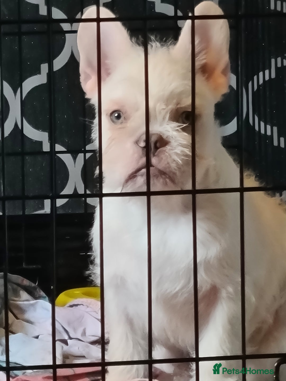 French Bulldog dogs for sale: Big Perm, fluffy and furnished frenchies  - Advert 3