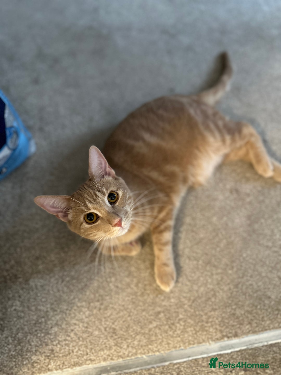 Domestic Shorthair cats for sale: Domestic Short Hair Kitten - Image 3