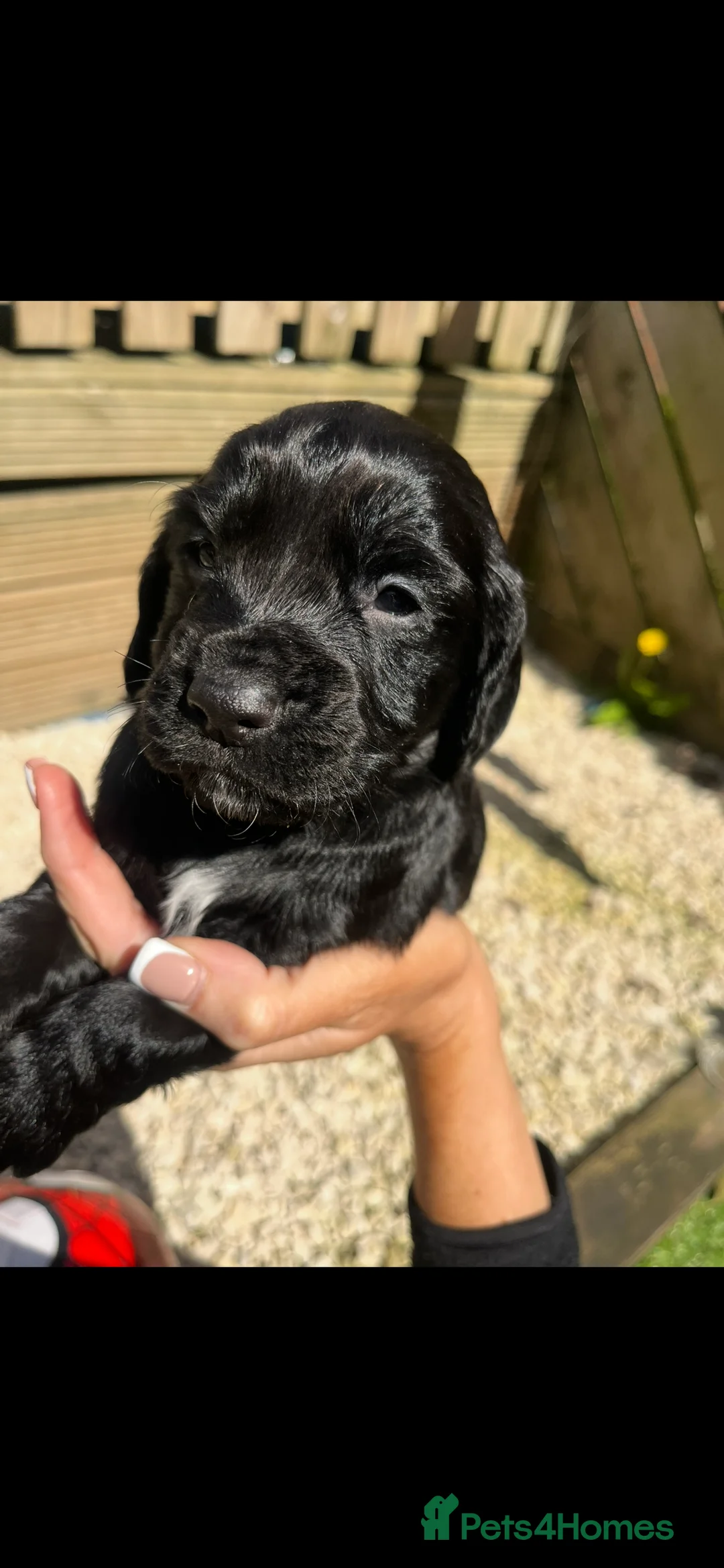 Cocker Spaniel dogs for sale: Beautiful KC registered/working  cocker spaniel - Advert 2