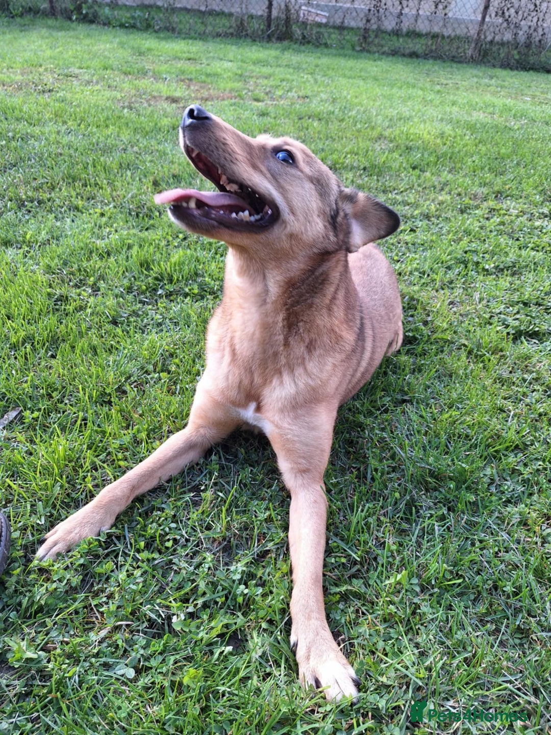 Mixed Breed dogs for adoption: Fajitas for adoption - Image 7