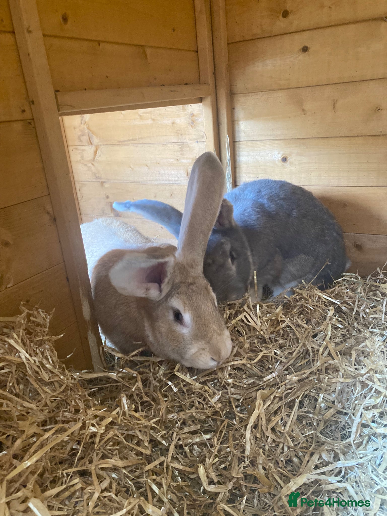 Continental Giant rabbits Gorgeous friendly bonded pair - Advert 4