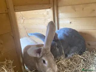 Continental Giant rabbits Gorgeous friendly bonded pair - Advert 4