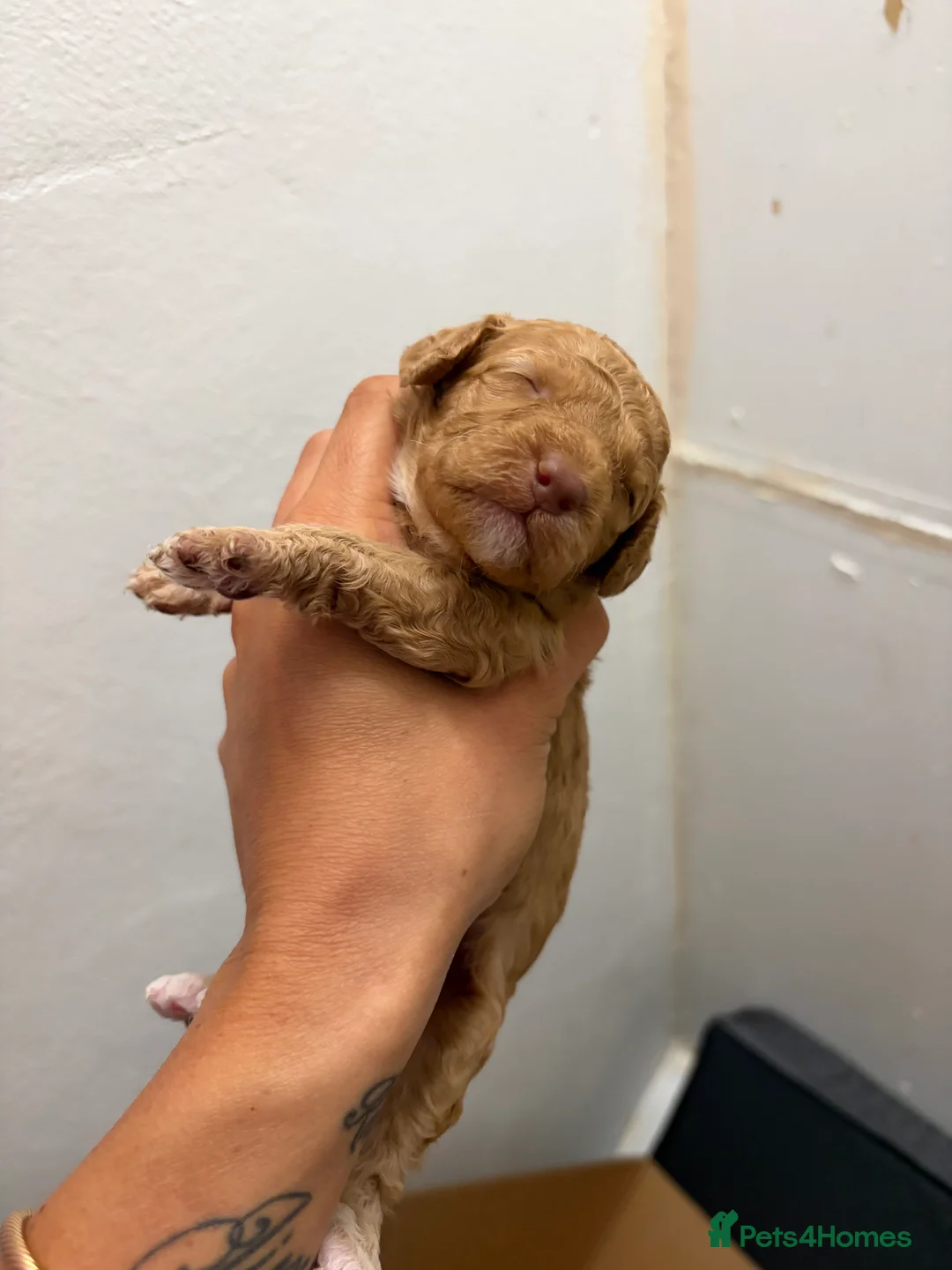 Cockapoo dogs for sale: Miniature Cockapoo Puppies - Advert 9