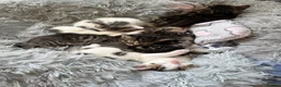 Domestic Shorthair cats for sale: A Stunning Litter Of Six Newborn Kittens  - Advert 2