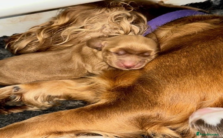 Cocker Spaniel dogs - Advert 3