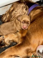 Cocker Spaniel dogs - Advert 6