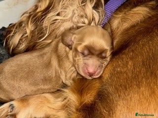 Cocker Spaniel dogs - Advert 1