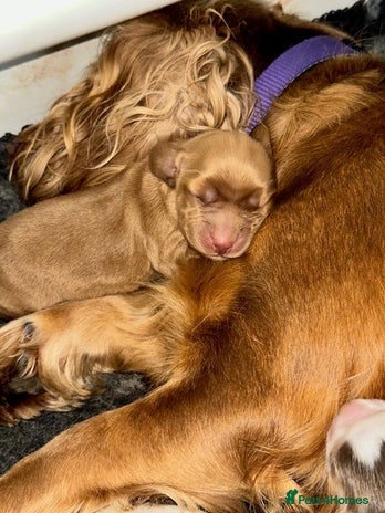 Cocker Spaniel dogs - Advert 3