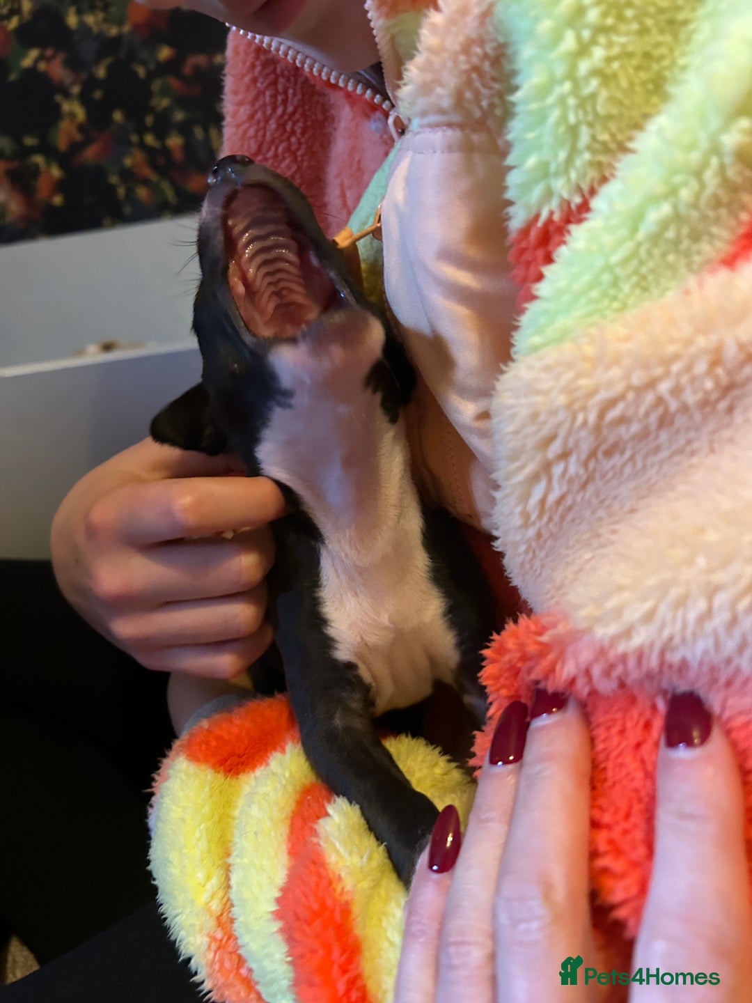 Italian Greyhound dogs for sale: Italian greyhound pups  - Advert 15