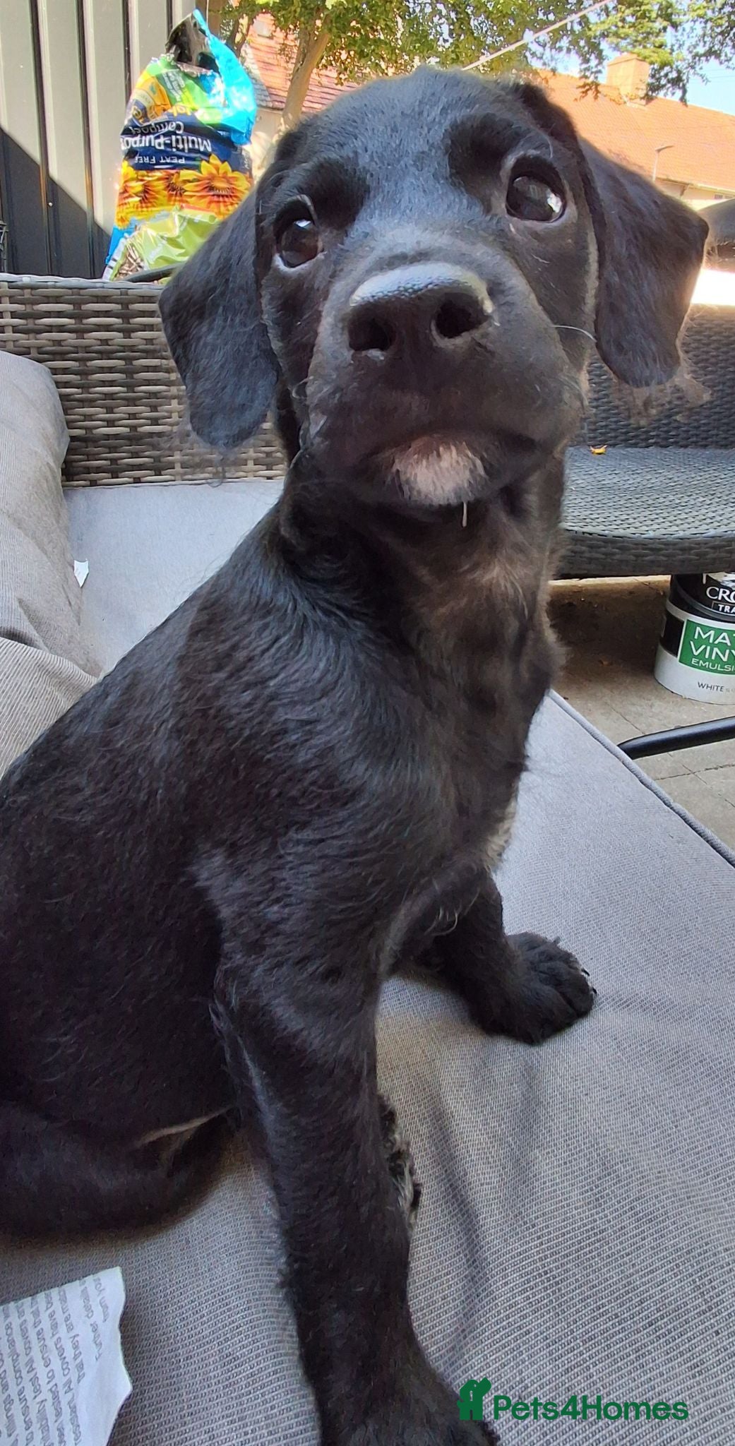 Chipoo dogs Ready to leave, miniature poodle cross. - Advert 1