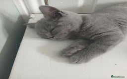 British Shorthair cats for sale: BRITISH SHORT HAIR KITTENS  in Gloucester - Image 8