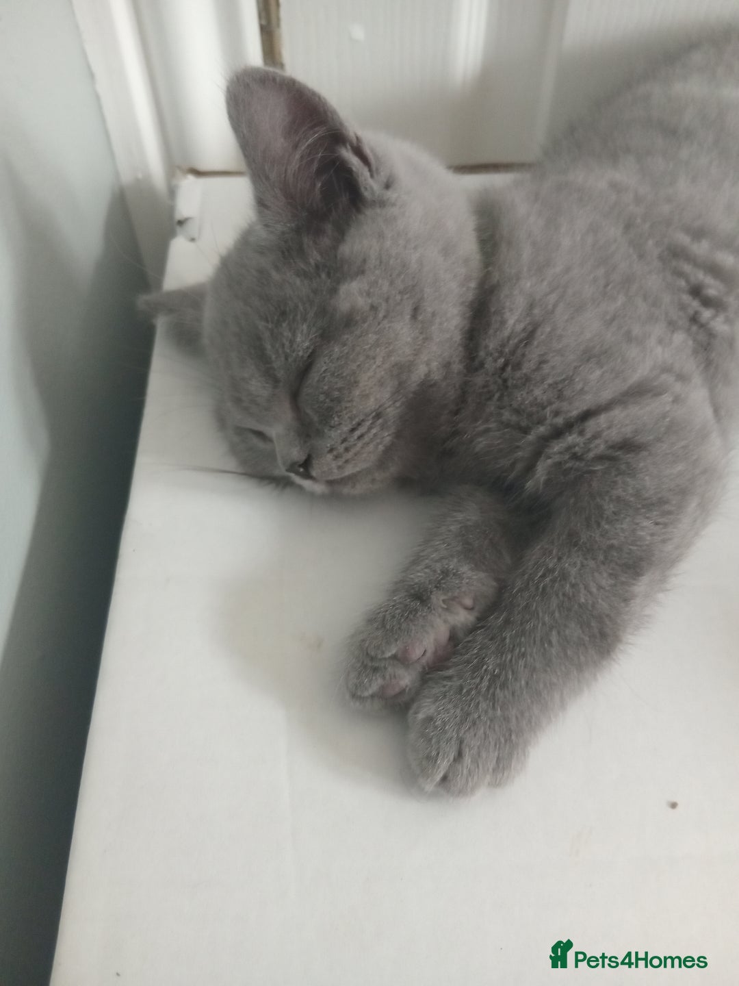 British Shorthair cats for sale: BRITISH SHORT HAIR KITTENS  in Gloucester - Image 8