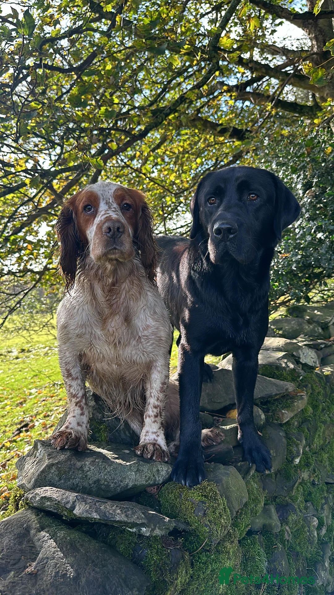 Labrador Retriever dogs for stud: DUKE OF DALE HEAD in Carlisle - Advert 9